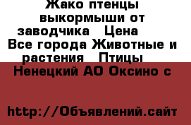 Жако птенцы выкормыши от заводчика › Цена ­ 1 - Все города Животные и растения » Птицы   . Ненецкий АО,Оксино с.